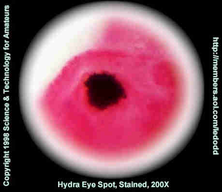 19200x.jpg (32441 bytes)